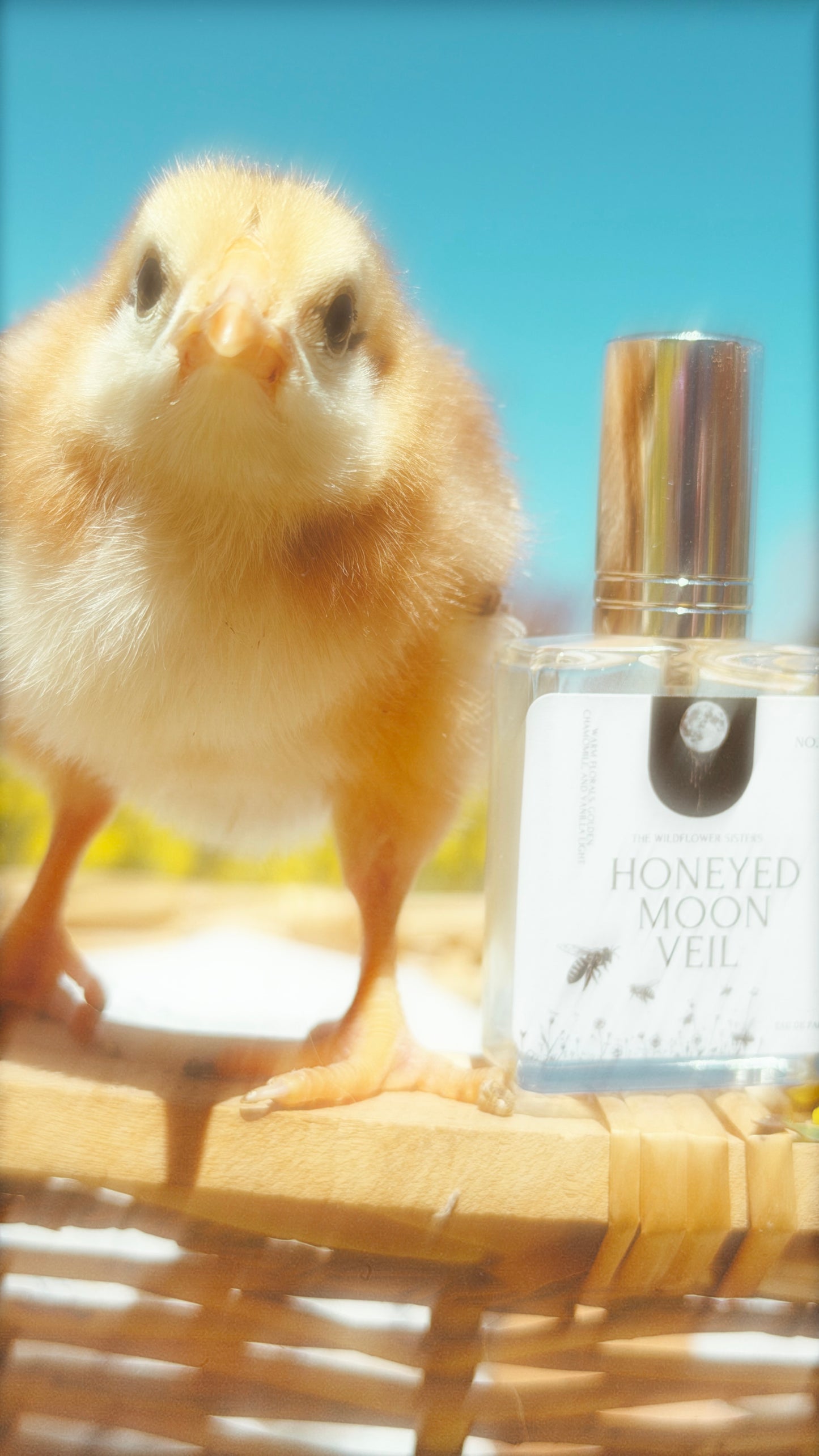 Honeyed Moon Veil — 10 ml Eau de Parfum